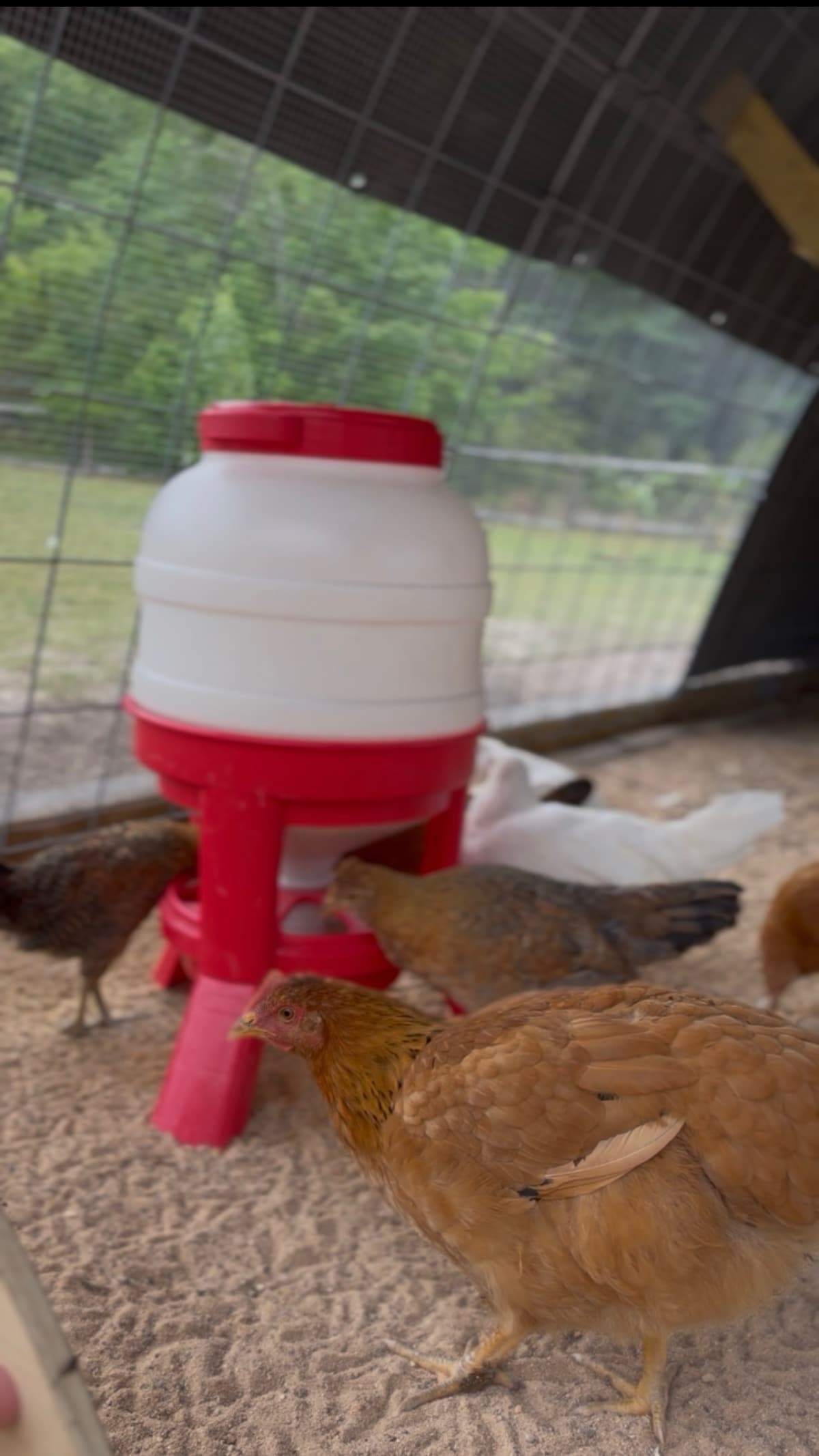 Young chickens gathered around a feeder inside a coop run at Johnson Heritage Farm.