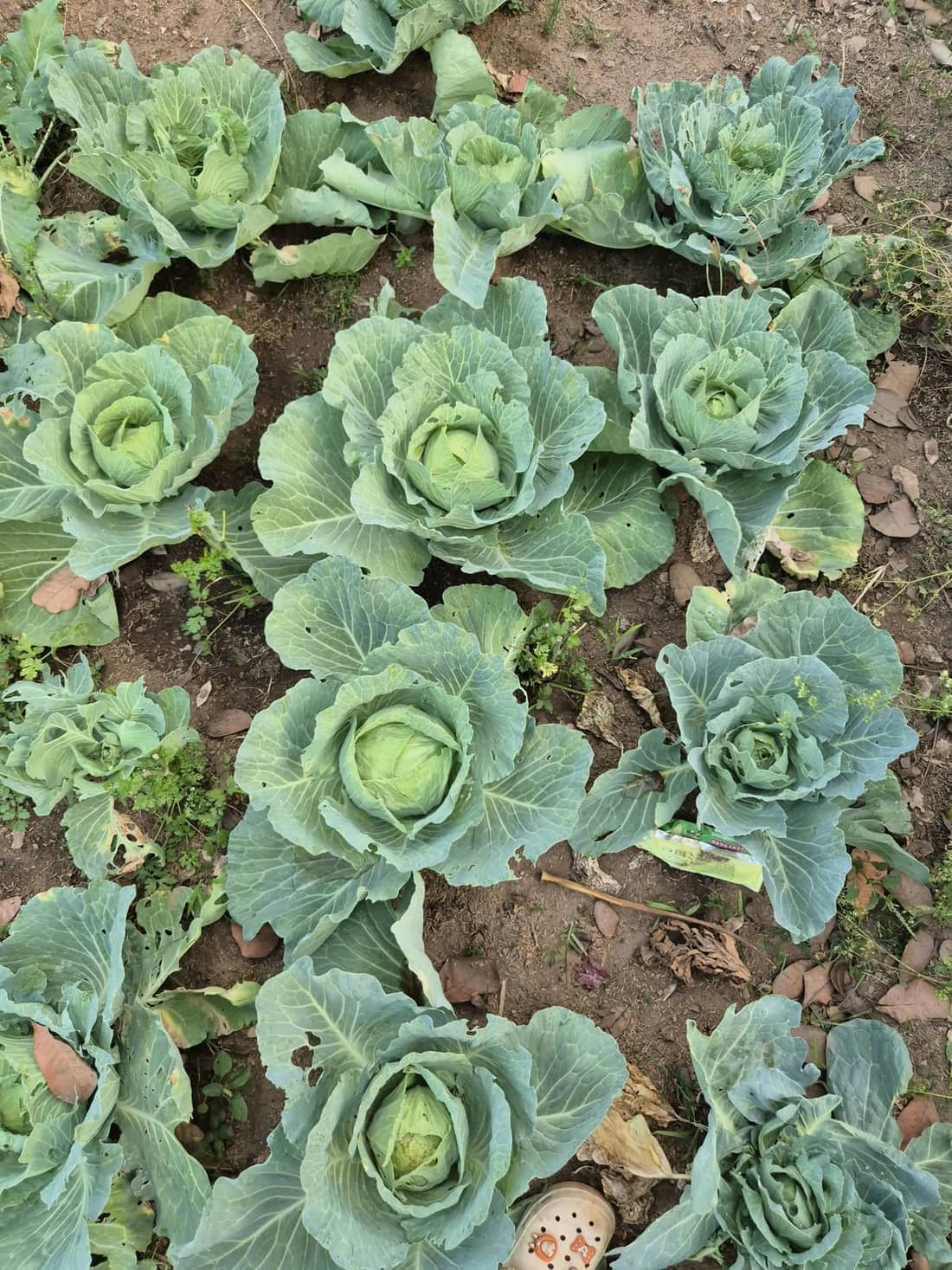Rows of mature green cabbages growing in tilled garden soil.